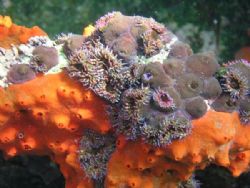 Olympus C-5050 natural light. Taken while snorkeling. Bar... by Margy Green 